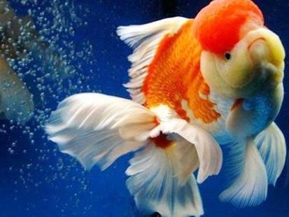 金龍魚換水過多怎么辦，如何檢測魚缸水質參數，金龍魚自我調節能力介紹