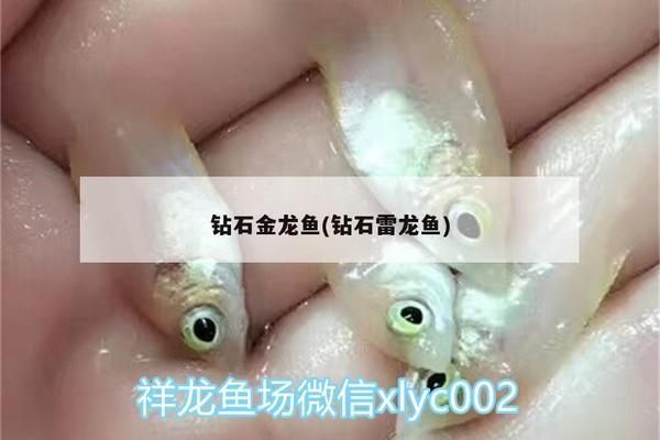 金龍魚鉆石卡過期了還能用嗎，金龍魚鉆石卡一旦過期不再具備原有的優惠和特權功能