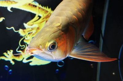 金龍魚銀色市場價格：金龍魚的價格在市場上有所不同