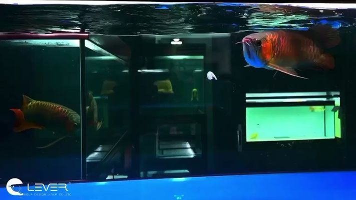 日本紅龍魚(yú)玩家是誰(shuí)（關(guān)于日本紅龍魚(yú)玩家的具體信息）