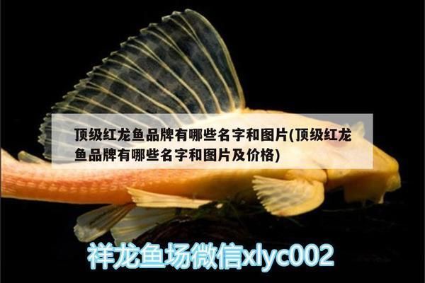 日本紅龍魚(yú)玩家是誰(shuí)（關(guān)于日本紅龍魚(yú)玩家的具體信息）