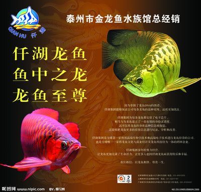 金龍魚雕刻圖，金龍魚雕刻圖片