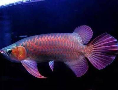 金龍魚有多少種顏色，關于金龍魚顏色種類的介紹