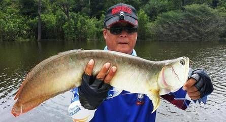金龍魚用什么釣在哪里釣，金龍魚釣法技巧