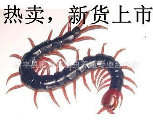龍魚怎么上色好看又好養(yǎng)，如何選擇適合龍魚的魚缸顏色