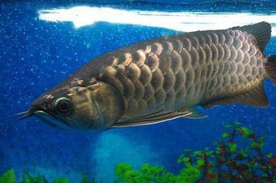龍魚怎么上色好看又好養，如何選擇適合龍魚的魚缸顏色 龍魚怎么上色好看又好養，如何選擇適合龍魚的魚缸顏色 龍魚百科 第5張