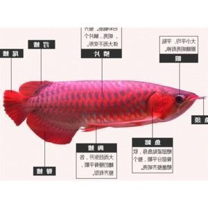 龍魚品種和價格表，如何辨別龍魚品質，龍魚市場價格波動原因