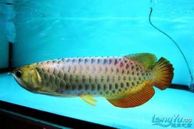 金龍魚的分類有哪些種類，金龍魚與其他觀賞魚比較，金龍魚的風(fēng)水寓意解析