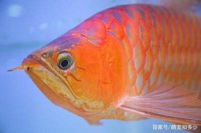 龍魚分類地位，龍魚在生物學上有著明確的界定
