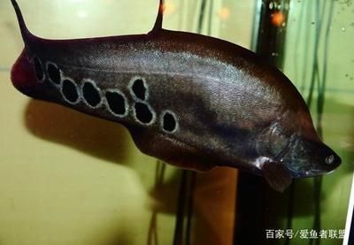 七星刀魚咬銀龍魚嗎，七星刀魚會咬銀龍魚嗎