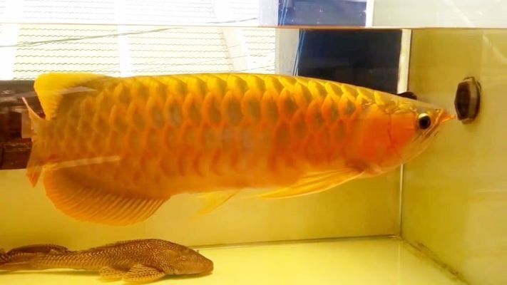 金龍魚怎么辨別好壞（如何辨別金龍魚的好壞）