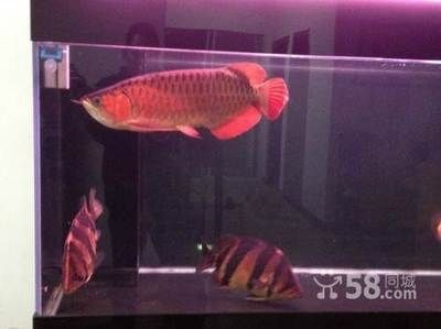 便宜的紅龍魚品種：世界上比龍魚還貴的觀賞魚有哪些？