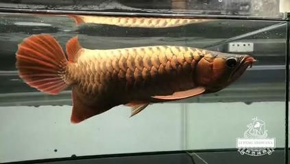 龍魚如何發色，如何判斷龍魚的發色？