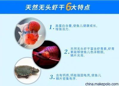 金龍魚怎么喂顏色好看（如何挑選適合金龍魚的魚缸背景）