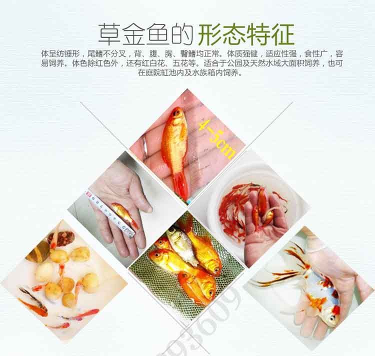 龍魚吃啥活體，飼養(yǎng)龍魚的注意事項