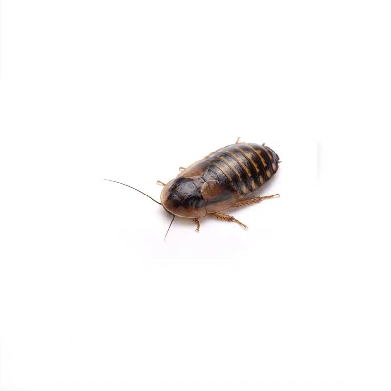 龍魚吃啥活體，飼養(yǎng)龍魚的注意事項