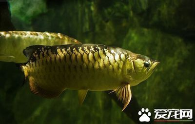 青龍魚為什么便宜很多，青龍魚價格較低的主要原因
