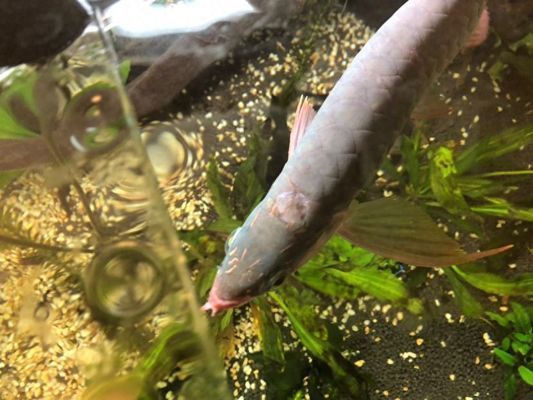龍魚魚食殺菌多長時間，龍魚魚食的殺菌處理是確保水質清潔和避免傳播的關鍵步驟