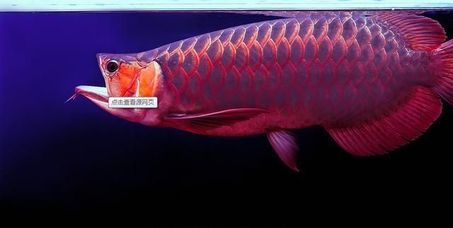 紅龍魚幼龍（關于紅龍魚幼龍的一些基本信息）