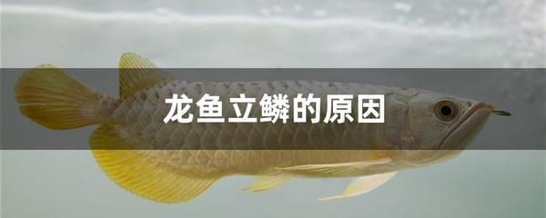 龍魚立鱗治療過程圖解（龍魚立鱗病的治療方法）