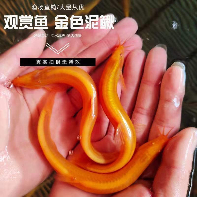 金龍魚活體價格，金龍魚價格波動,金龍魚觀賞價值評估,