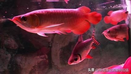 龍魚品種價格排行榜前十名有哪些，龍魚品種價格排行榜前十名