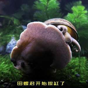 龍魚吃田螺嗎，龍魚可以吃田螺嗎