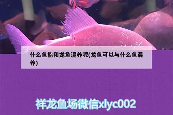 龍魚和什么魚一起養最好呢，適合與龍魚混養的魚類