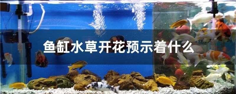 魚缸水草開花預示著什么