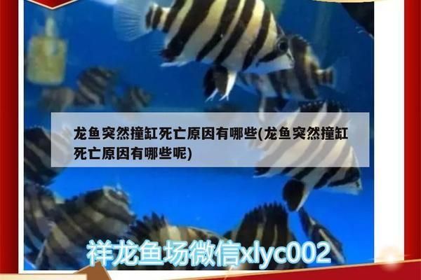 龍魚停止進(jìn)口的原因有哪些，龍魚停止進(jìn)口原因主要包括以下幾個方面包括以下幾個方面