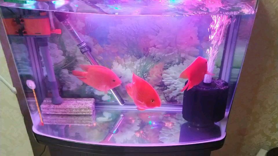 銀龍魚和鸚鵡魚混養(yǎng)（銀龍魚，鯊魚，鸚鵡，魚混養(yǎng)可以嗎）