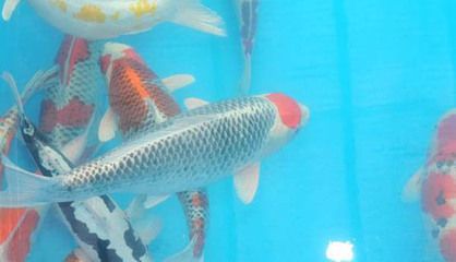 鉆石眼龍魚是什么意思啊：鉆石眼龍魚，神秘與奢華的水下瑰寶
