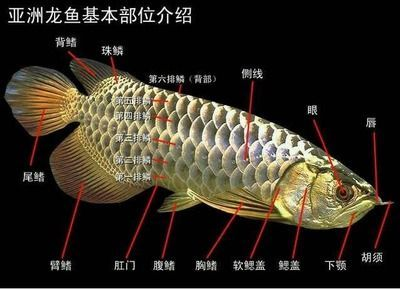 龍魚上珠鱗為什么很難長：龍魚上珠鱗為什么很難長龍魚上珠鱗為什么很難長