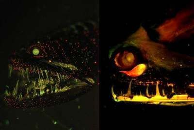龍魚(yú)夜晚會(huì)休息嗎：龍魚(yú)在夜晚會(huì)進(jìn)入休息狀態(tài)嗎？