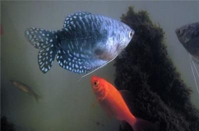 龍魚(yú)變色怎么回事，龍魚(yú)為什么會(huì)變色