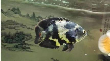 可以和龍魚一起養的魚：龍魚可以和其他一些魚類一起混養嗎？