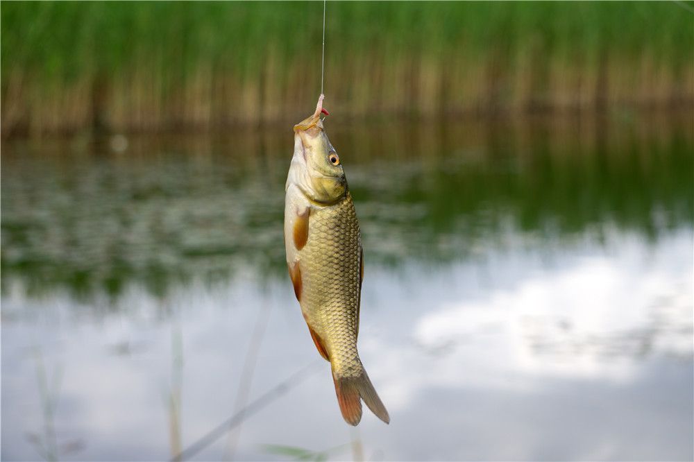 釣鯽魚怎么打窩能用玉米打窩嗎