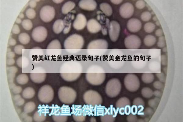金龍魚語錄（金龍魚語錄是一段關于生活哲學和人生態度的名言）