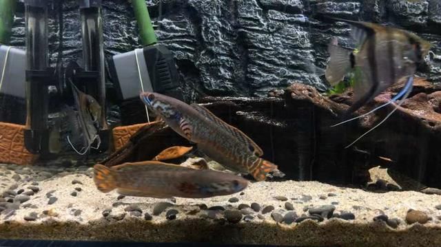 雷龍魚種類介紹，小型雷龍魚和大型雷龍魚的品種價格對比，雷龍魚品種對比