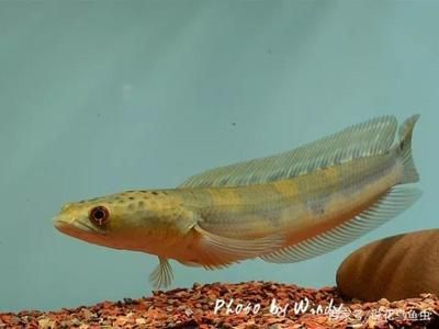 雷龍魚種類介紹，小型雷龍魚和大型雷龍魚的品種價格對比，雷龍魚品種對比