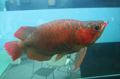 龍魚0下5度會死嗎為什么，龍魚在0下5度的水溫下生存的可能性低而導致死亡