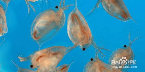 龍魚平躺怎么回事?龍魚平躺缸底是得了什么病?