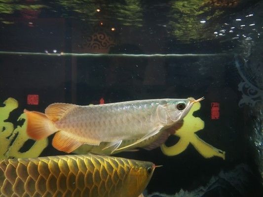 卡普瓦斯之光龍魚怎么樣，卡普瓦斯之光龍魚品種對比分析卡普瓦斯之光龍魚價格趨勢
