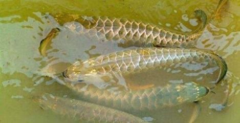 龍魚禁止進口的原因，龍魚禁止進口的主要原因