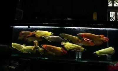 龍魚常見品種飼養與現狀研究方法，龍魚養殖業的發展趨勢