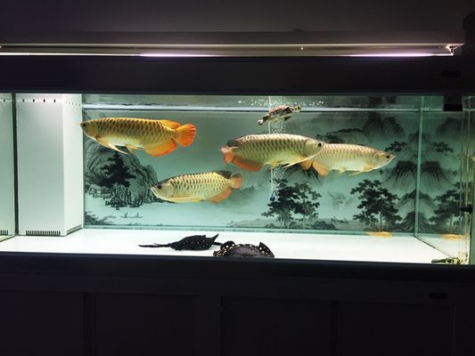 龍魚喂飼料好消化嗎為什么呢，龍魚喂食時需考慮飼料類型及其消化能力及其消化能力