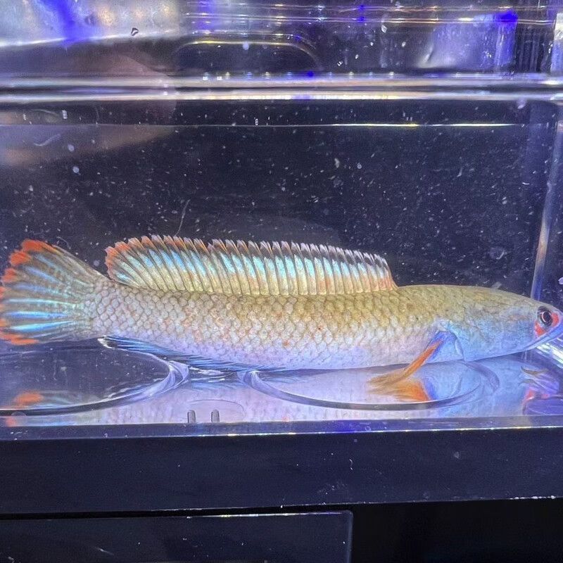 什么龍魚最值錢，市場(chǎng)上最值錢的龍魚品種：紅龍魚和過背金龍魚的區(qū)別