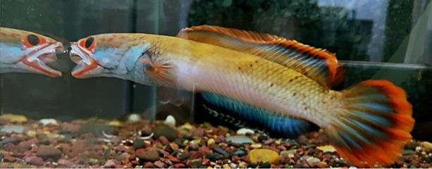 什么龍魚最值錢，市場(chǎng)上最值錢的龍魚品種：紅龍魚和過背金龍魚的區(qū)別