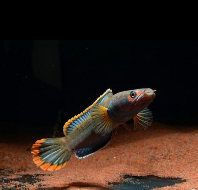 什么龍魚最值錢，市場(chǎng)上最值錢的龍魚品種：紅龍魚和過背金龍魚的區(qū)別