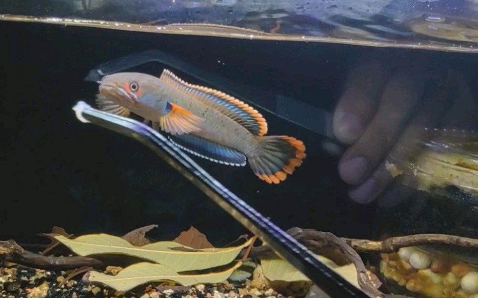什么龍魚最值錢，市場(chǎng)上最值錢的龍魚品種：紅龍魚和過背金龍魚的區(qū)別